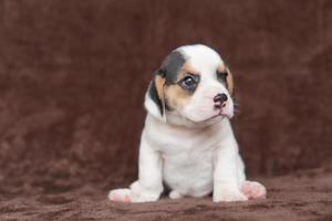 Los beagles tienen excelentes narices. Los beagles se utilizan en una variedad de procedimientos de investigación. Los beagles tienen excelentes narices. la foto del perro tiene espacio para copiar.