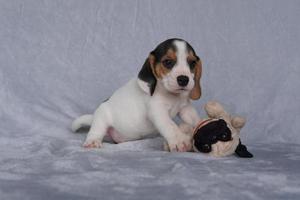 Los beagles tienen excelentes narices. Los beagles se utilizan en una variedad de procedimientos de investigación. Los beagles tienen excelentes narices. la foto del perro tiene espacio para copiar.