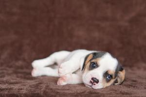 Beagles have excellent noses. Beagles are used in a range of research procedures. Beagles have excellent noses. Dog picture have copy space. photo