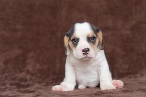 Los beagles tienen excelentes narices. Los beagles se utilizan en una variedad de procedimientos de investigación. Los beagles tienen excelentes narices. la foto del perro tiene espacio para copiar.