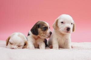 tres lindos cachorros beagle sobre fondo rosa. foto