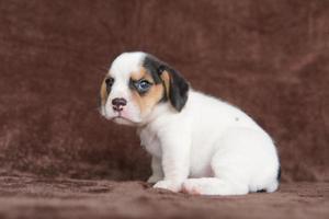 Los beagles tienen excelentes narices. Los beagles se utilizan en una variedad de procedimientos de investigación. Los beagles tienen excelentes narices. la foto del perro tiene espacio para copiar.