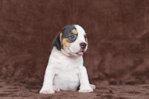 Los beagles tienen excelentes narices. Los beagles se utilizan en una variedad de procedimientos de investigación. Los beagles tienen excelentes narices. la foto del perro tiene espacio para copiar.