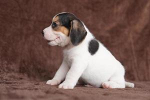 Los beagles tienen excelentes narices. Los beagles se utilizan en una variedad de procedimientos de investigación. Los beagles tienen excelentes narices. la foto del perro tiene espacio para copiar.