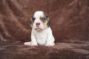 The general appearance of the beagle resembles a miniature Foxhound. Beagles have excellent noses. Beagles are used in a range of research procedures. Beagles have excellent noses. photo