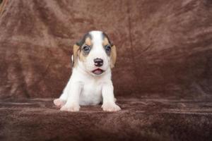 The general appearance of the beagle resembles a miniature Foxhound. Beagles have excellent noses. Beagles are used in a range of research procedures. Beagles have excellent noses. photo