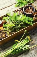 hierbas curativas en medicina herbaria foto