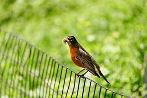 hermosa rama en la naturaleza mantiene la oruga de la boca foto