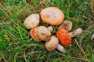 Forest mushrooms in the grass photo