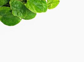 creative concept of a green plant background of creeping type isolated on a white background. The concept of natural minimalism photo