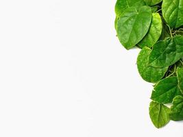 creative concept of a green plant background of creeping type isolated on a white background. The concept of natural minimalism photo