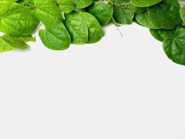 creative concept of a green plant background of creeping type isolated on a white background. The concept of natural minimalism photo