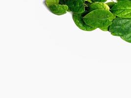 creative concept of a green plant background of creeping type isolated on a white background. The concept of natural minimalism photo