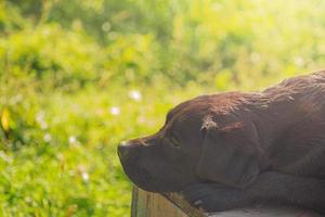 Labrador retriever dog lies on a wooden podium. Black dog on a green background. photo