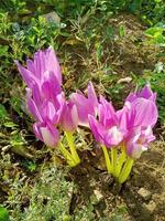 flores de azafrán brillantes en la naturaleza foto