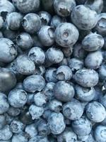 fresh ripe blueberries photo