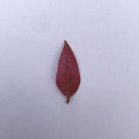 Starfruit leaves isolated on a white background photo