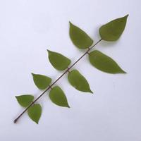 Starfruit leaves isolated on a white background photo