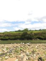 a few geese foraging on the edge of the river photo