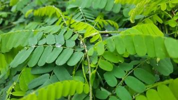 close-up of saga leaves that are full of health benefits 01 photo