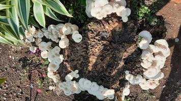 Top angle Mushrooms growing in the former on a mango tree that has been cut down 02 photo