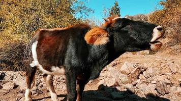 vaca de fazenda comendo comida em um lindo dia ensolarado video