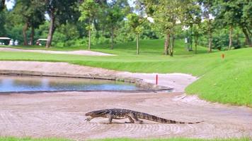 varanus bengalis, varans du désert ou varans marchant sur le bac à sable à côté de l'étang, terrain de golf en thaïlande, l'intégrité du terrain de golf, trouvent souvent bon nombre de ces animaux. video