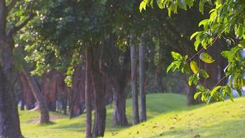 Tree background, focus on green leaves, blurry background, daytime focus, soft sunlight, background concept for inserting graphics. video