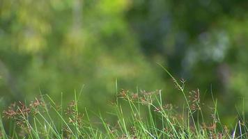 dag groen gras achtergrond zwaaide in de wind, selectief focus in voorkant, achter focus vervagen. video