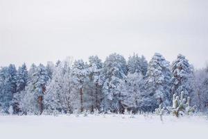 bosque de invierno congelado con árboles cubiertos de nieve.