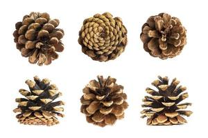 Set of cones of coniferous trees isolated on a white background. photo