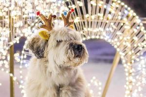 El perro pastor blanco de pelo largo del sur de Rusia lleva coloridos cuernos de ciervo en una calle sobre un fondo de luces navideñas. foto