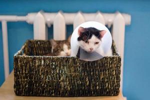 gato blanco y negro con collar médico de plástico y gato atigrado blanco sentado en una cama de gato cerca del calentador. foto