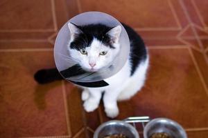 Black-white cat with plastic medical collar is sitting on a floor of kitchen near to bowls with cat food. photo