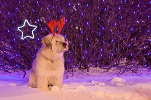 Long-haired South Russian Shepherd Dog on a snow with red deer horns on a background of Christmas lights. photo