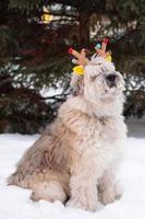 Long-haired South Russian Shepherd Dog is wearing colorful deer horns on a background of big fir tree in a winter park. Christmas and New Year symbol. photo