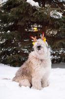 Long-haired South Russian Shepherd Dog is wearing colorful deer horns on a background of big fir tree in a winter park. Christmas and New Year symbol. photo