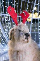 Long-haired South Russian Shepherd Dog is wearing red deer horns on a street on a background of Christmas lights. photo