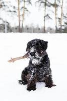 Black miniature schnauzer is playing with stick in winter park. photo