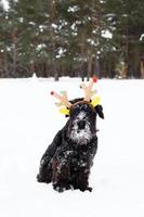 Black miniature schnauzer is wearing colorful deer horns in the winter forest. Symbol for Christmas and New Year. photo