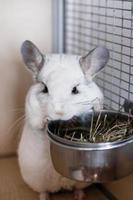Cute chinchilla of white color is sitting in its house near to bowl with hay. Time of feeding. photo