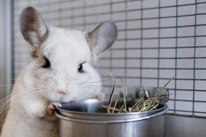 una linda chinchilla de color blanco está sentada en su casa cerca de un bol con heno. tiempo de alimentación. foto