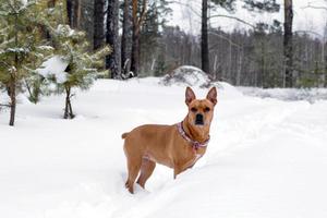 American Staffordshire terrier is walking on a snow in winter forest. photo