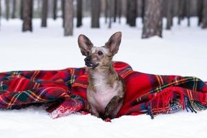 perrito con orejas grandes en cuadros rojos a cuadros en la nieve en el bosque de invierno. foto