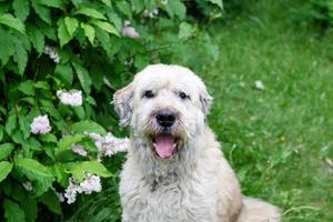 retrato de un perro pastor del sur de Rusia para dar un paseo en un parque de verano sobre un fondo de arbustos de lilas. foto