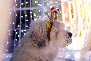 Long-haired South Russian Shepherd Dog is wearing colorful deer horns on a street on a background of Christmas lights. photo