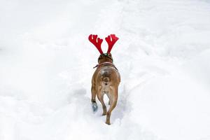 American Staffordshire terrier with red deer horns on a snow. Back view. photo