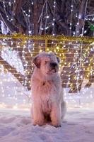 perro pastor ruso del sur de pelo largo blanco en una calle sobre un fondo de luces de navidad. foto