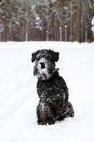 retrato de schnauzer miniatura negro sobre un fondo de bosque de coníferas de invierno. foto