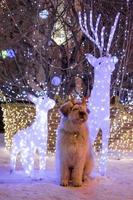 El perro pastor blanco de pelo largo del sur de Rusia lleva coloridos cuernos de ciervo en una calle sobre un fondo de luces navideñas. foto
